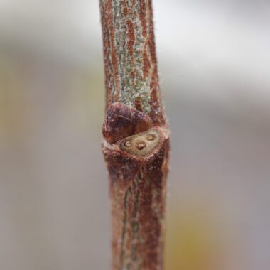 冬芽 冬のおすすめ自然観察～めんこい冬芽ちゃん～ | ぶろぐ | 土木建設の